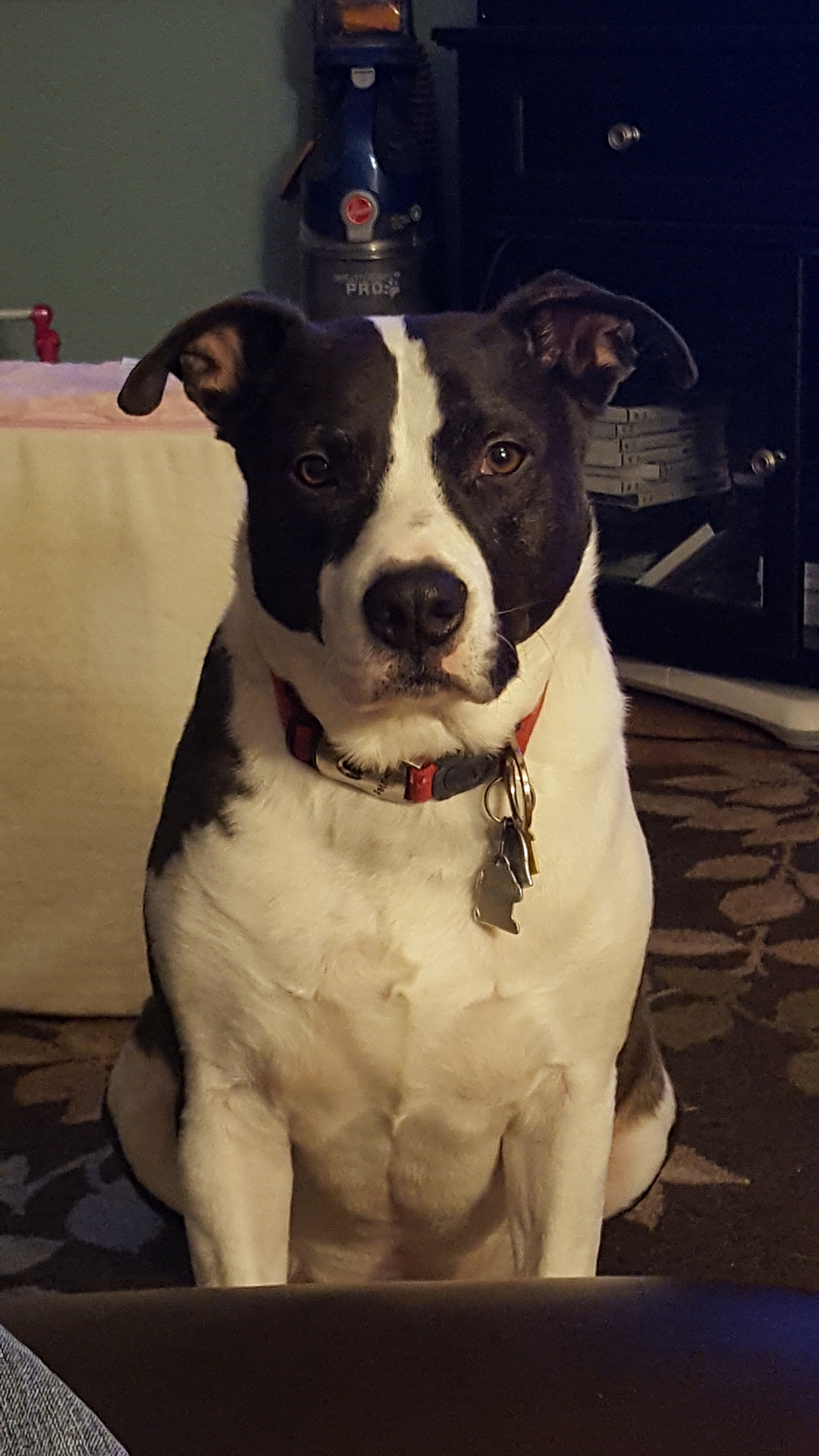 Pet Immunizations Grand Forks, ND Petcetera Animal Clinic