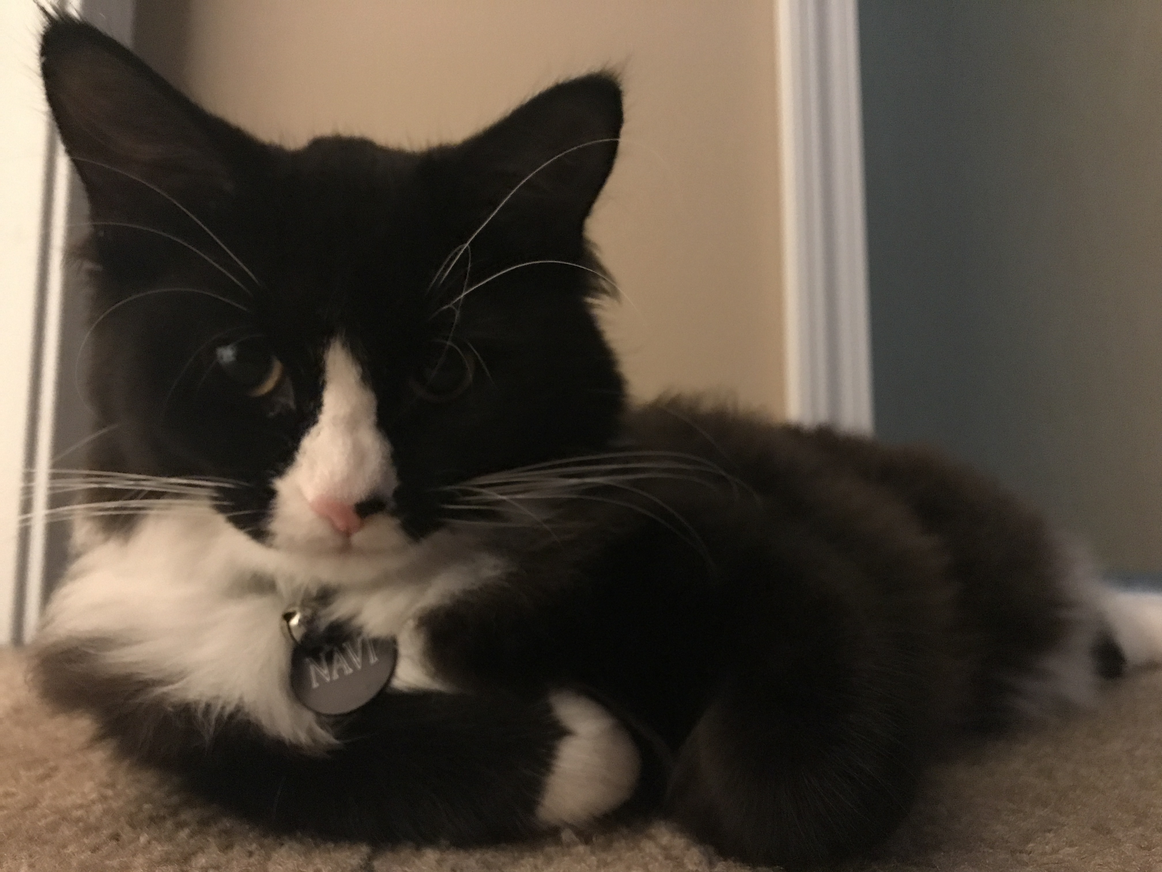 pica syndrome katze pica syndrome katze