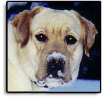 Pet Care Grand Forks, ND