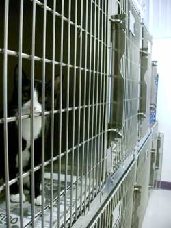 feline kennels