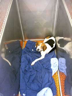 dog in kennel