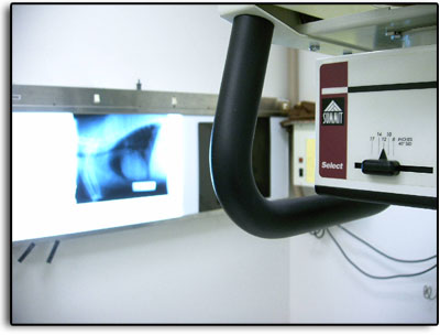 Radiology for pets at Petcetera Animal Clinic