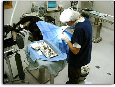 Pet surgery at Petcetera Animal Clinic