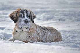 Hypothermia, Frostbite and Your Pet | Petcetera Animal Clinic