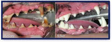 Dog dental treatment by Petcetera Animal Clinic