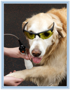 Golden retriever during laser therapy
