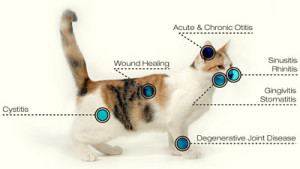 Feline laser therapy treatment diagram