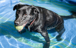 Tired black labrador retriever dog with green ball sitting and relaxing in small blue plastic pool full of water