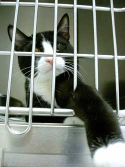 Cat inside kennel cage at Petcetera Animal Clinic