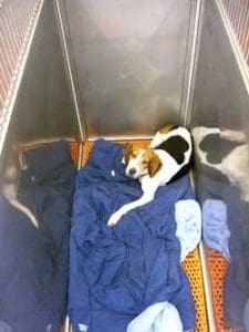 Dog recovering in kennel at Petcetera Animal Clinic