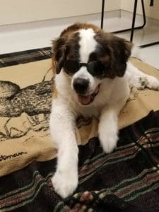 Isabel wearing her safety Doggles and happily waiting for her laser therapy session to begin at Petcetera Animal Clinic