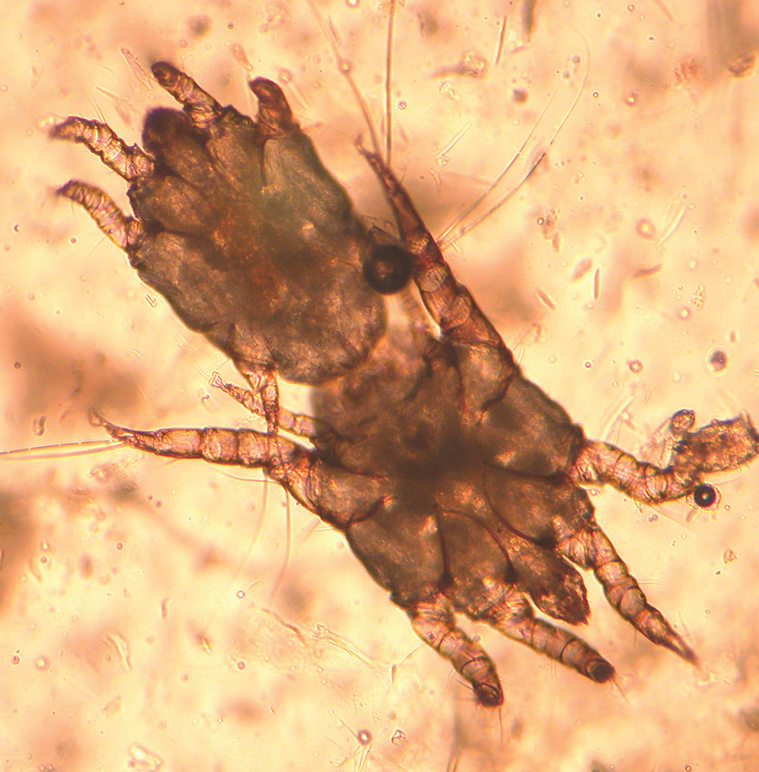 A Breakdown of Common Ear Infections Petcetera Animal Clinic