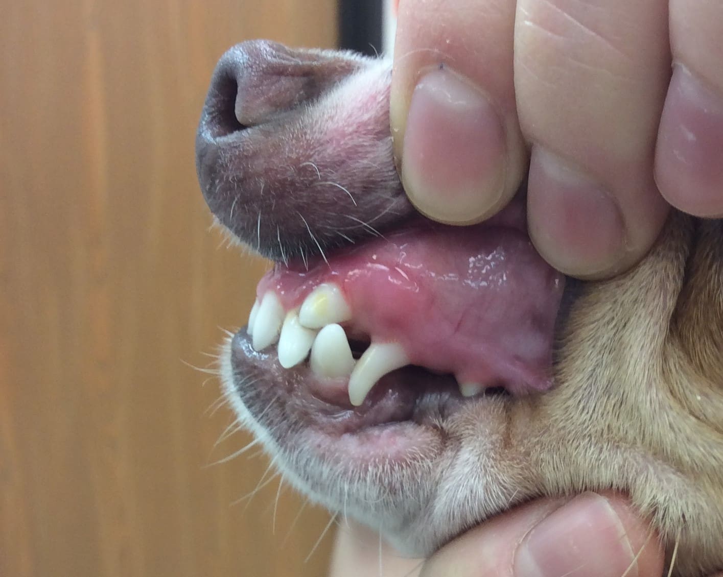 will puppies lose their canine teeth